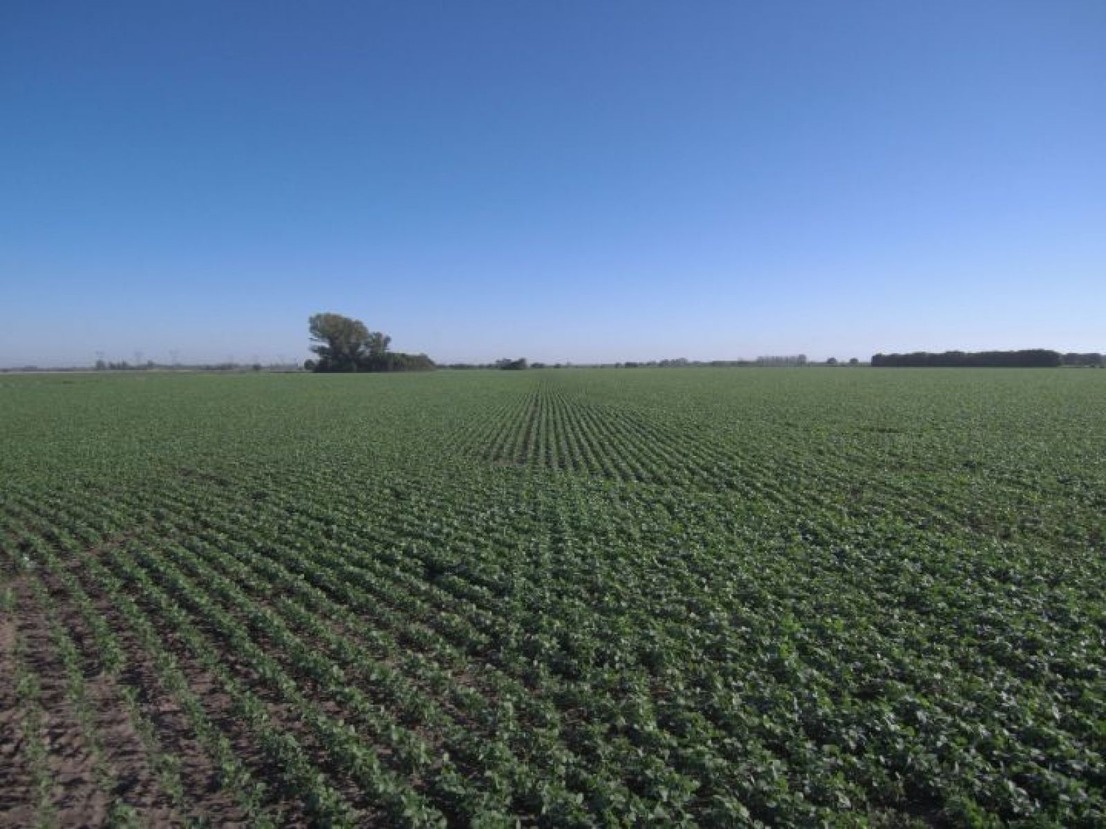 Campo en Oliveros, a metros de Autopista Rosario/ Santa Fe - 8
