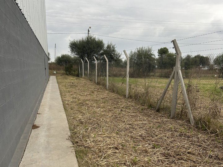 Galpones / Depósitos - Alvear - Alquiler