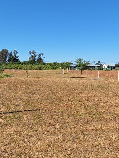 Terrenos - Iriondo - Venta