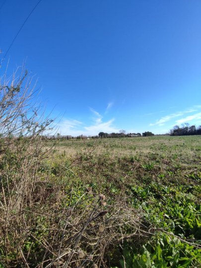 Campos - Ibarlucea - Venta