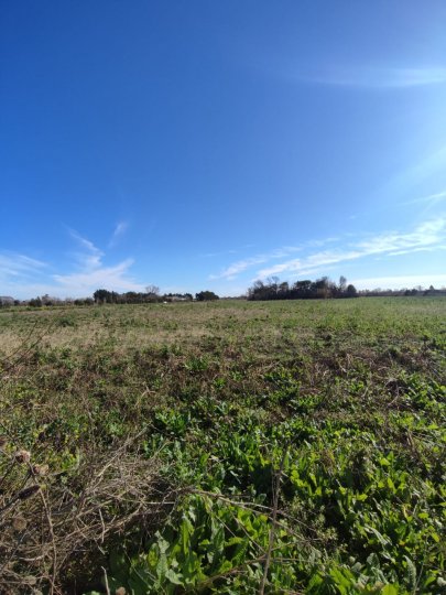 Campos - Ibarlucea - Venta
