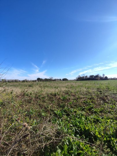 Campos - Ibarlucea - Venta