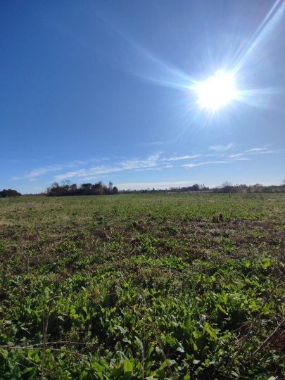 Campos - Ibarlucea - Venta