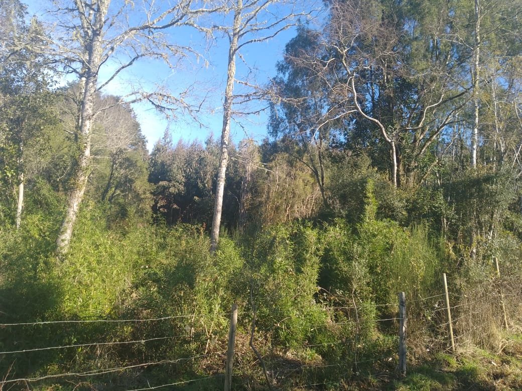 Venta Terreno Río Negro - Los Lagos