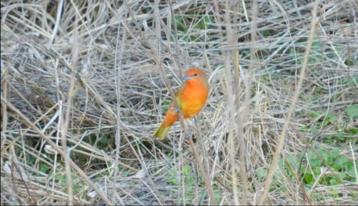 Casas - Iriondo - Alquiler