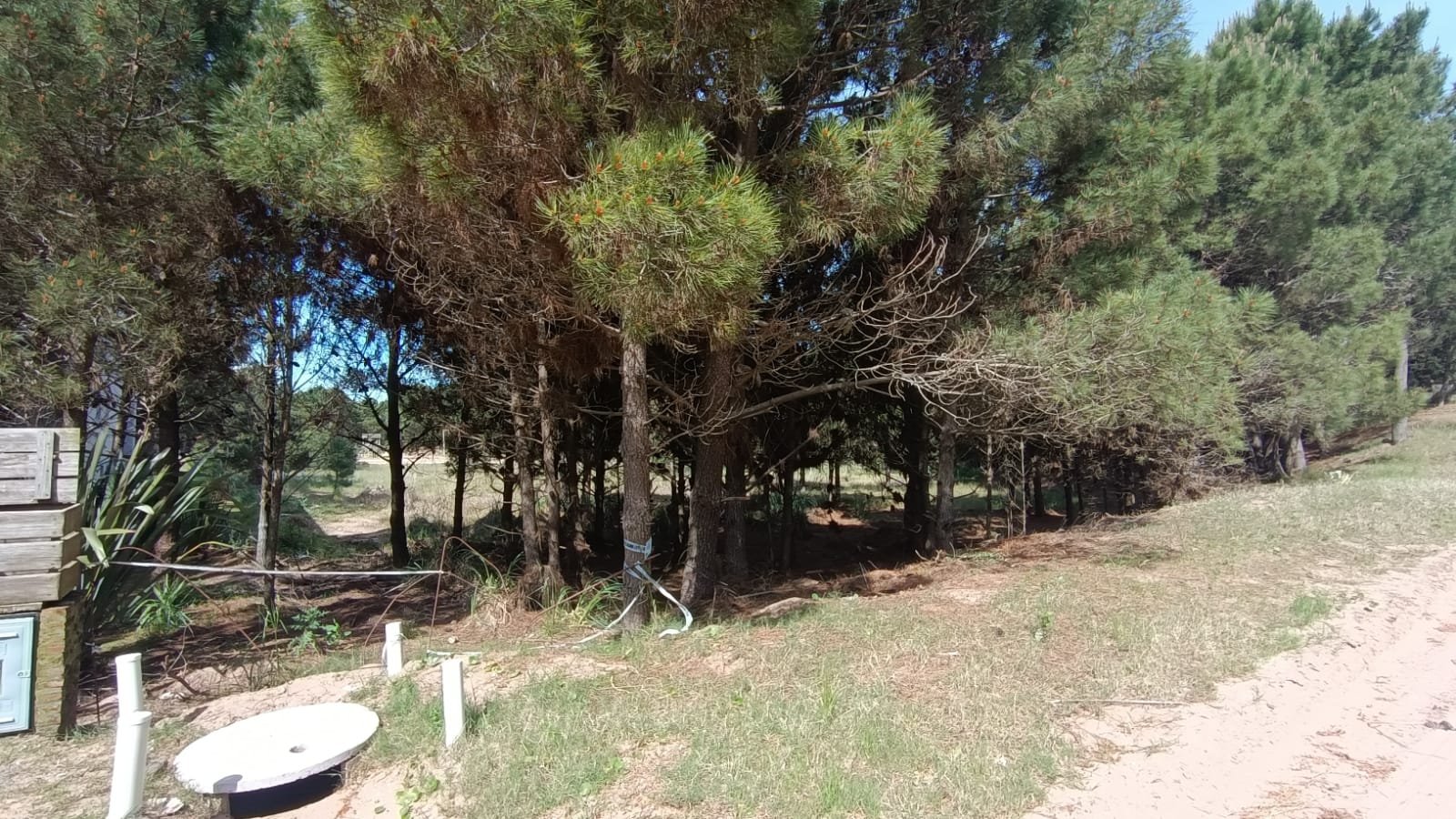 3 de 12