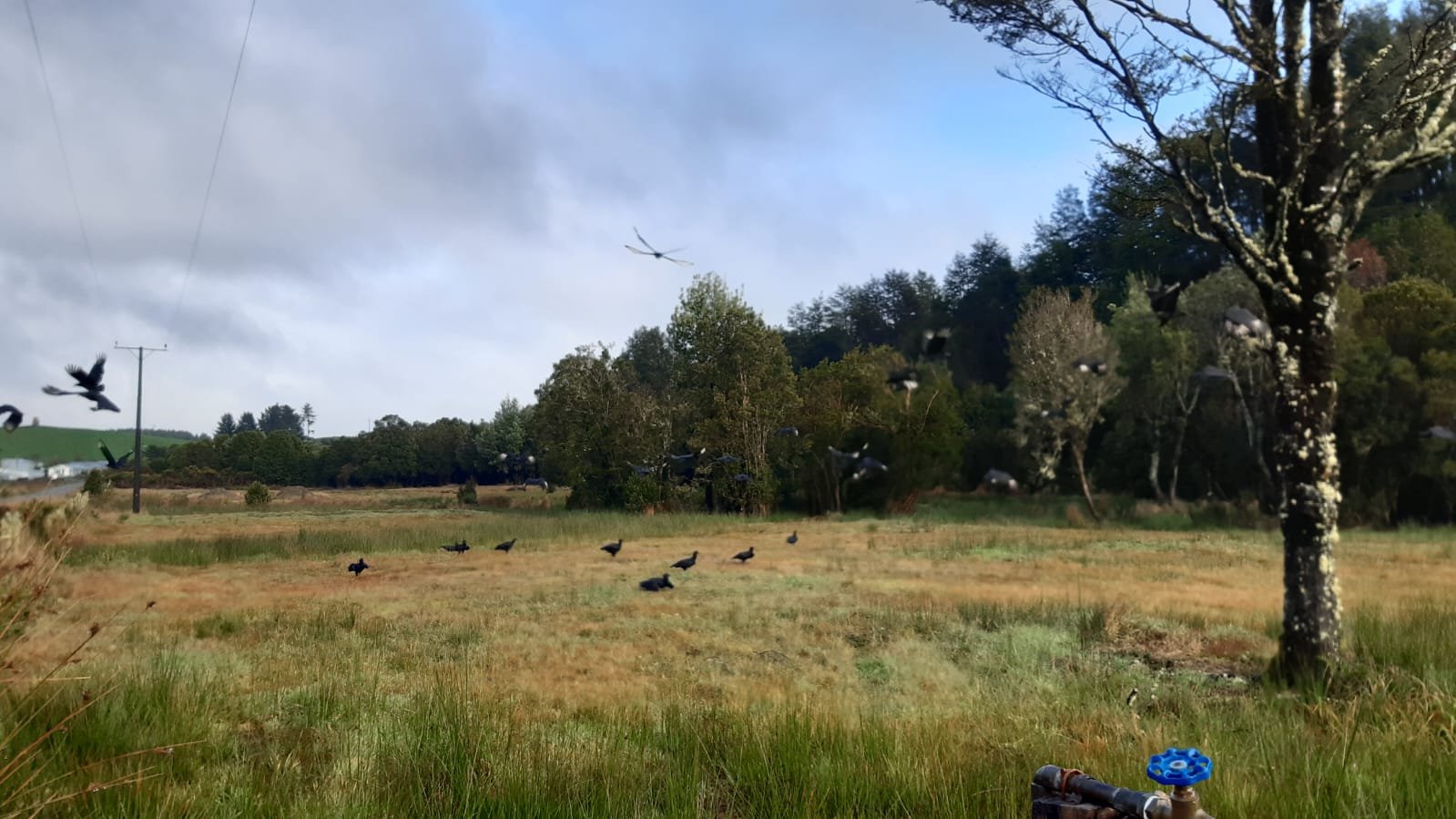 Venta Terreno Ancud - Los Lagos