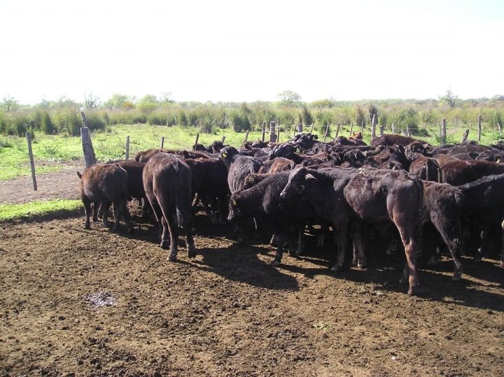 Campos - Otra Ciudad - Venta