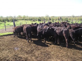 Campos - Otra Ciudad - Venta