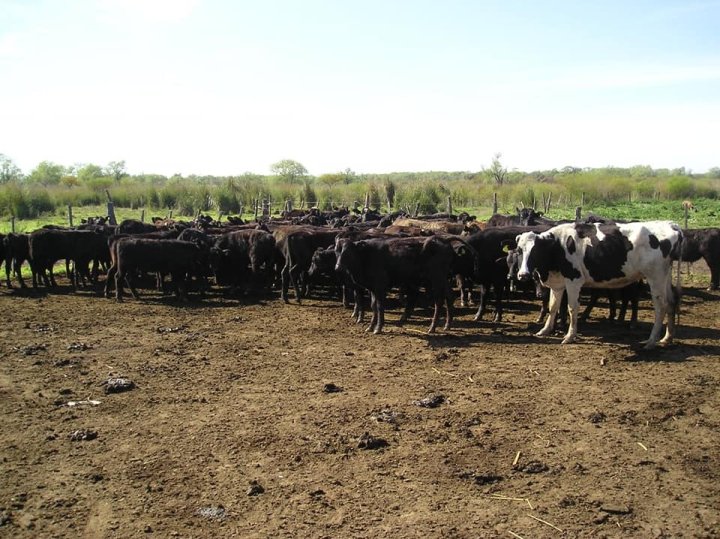 Campos - Otra Ciudad - Venta