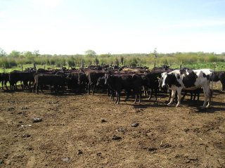 Campos - Otra Ciudad - Venta