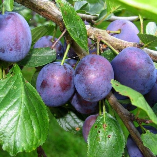 Venta Terreno Peralillo - O'Higgins