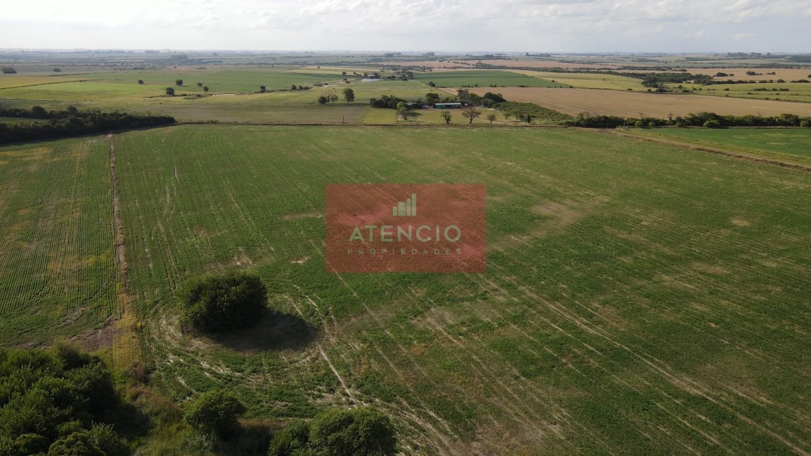 Campo agrícola de 16 hectáreas en Corrales - Proximo a Antelo – Entre Ríos - 9