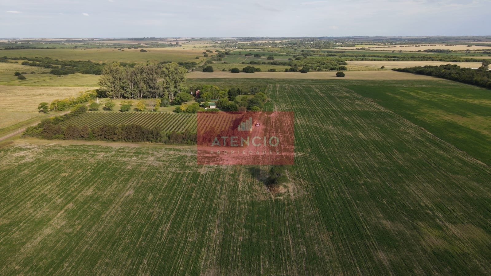 Campo agrícola de 16 hectáreas en Corrales - Proximo a Antelo – Entre Ríos - 3