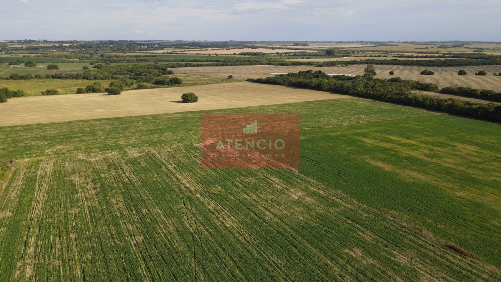 Campo agrícola de 16 hectáreas en Corrales - Proximo a Antelo – Entre Ríos - 4