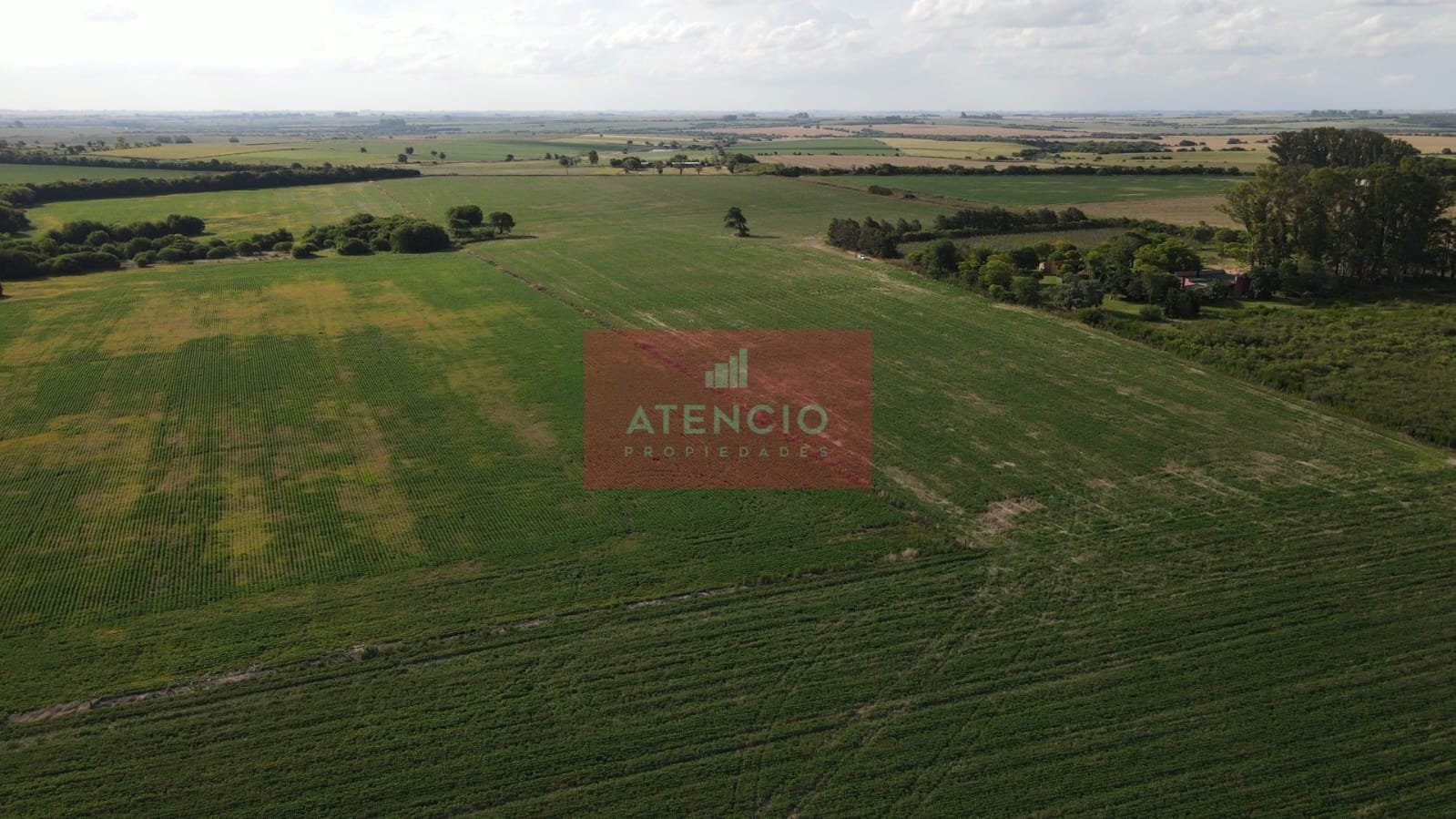 Campo agrícola de 16 hectáreas en Corrales - Proximo a Antelo – Entre Ríos - 6