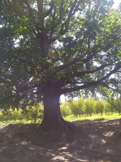 SI TE GUSTA EL CAMPO EN VENTA !!"10 HECTAREAS"EN UN LUGAR DE MUCHA NATURALEZA !!!