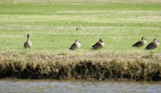 Terrenos - Iriondo - Venta