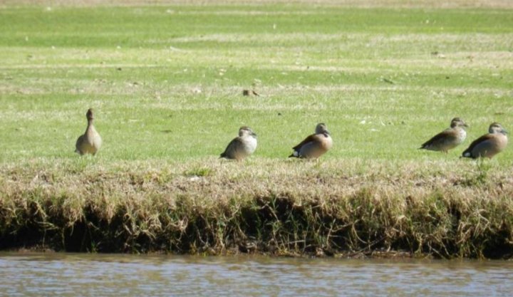 Terrenos - Iriondo - Venta
