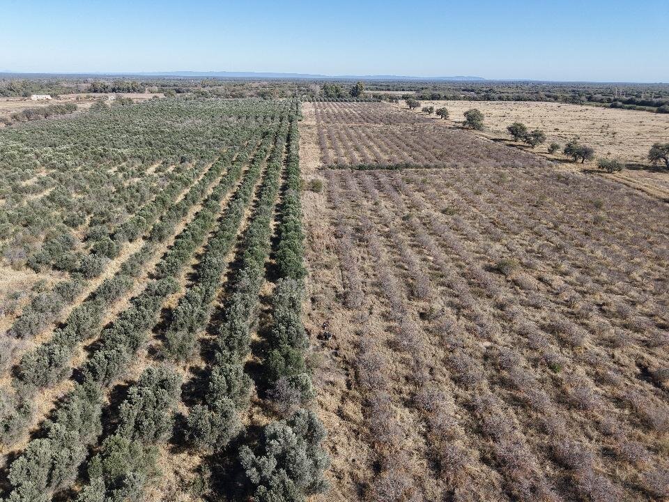 Se vende campo agrícola con riego - Imagen 3
