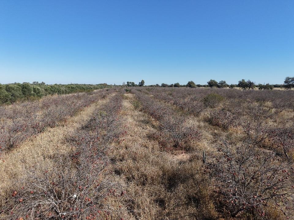 Se vende campo agrícola con riego - Imagen 5