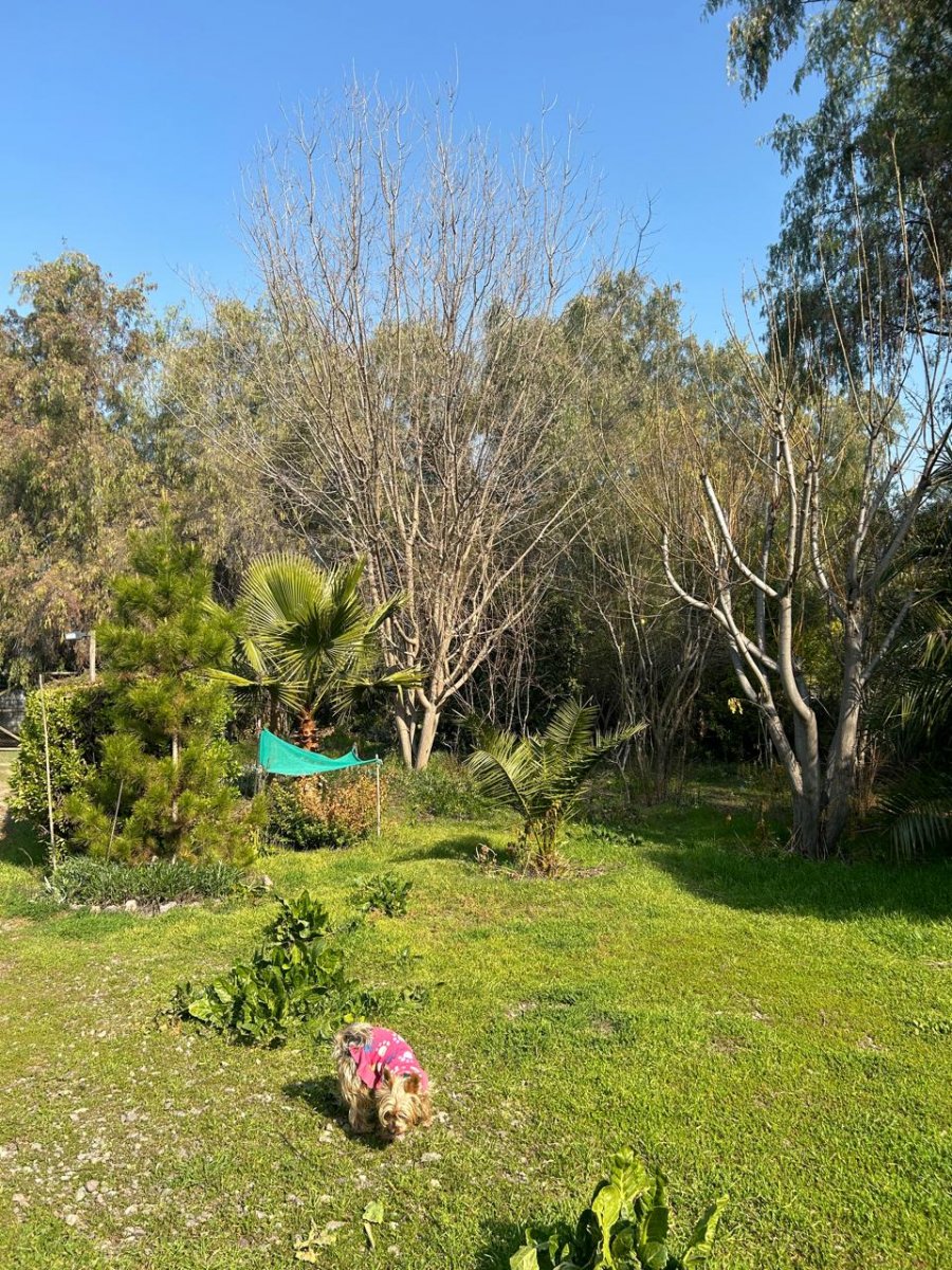Foto 12