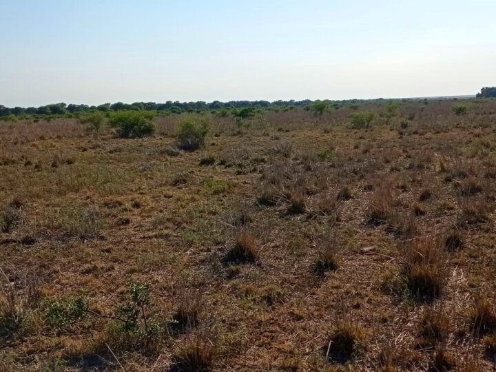 PUESTO DE CASTRO 350 HA