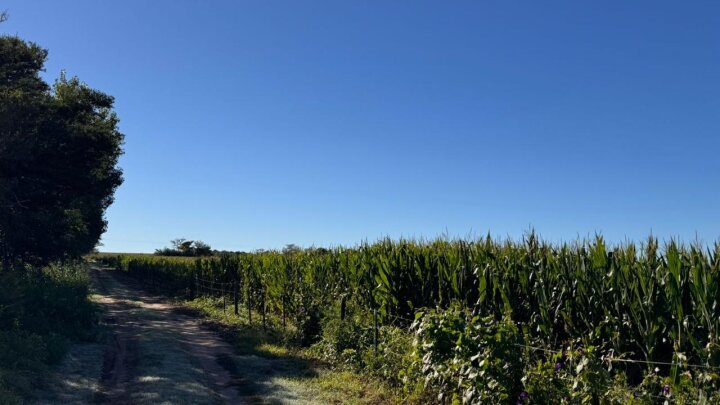 VENTA DE CAMPO AGRÍCOLA LOS MOLINOS