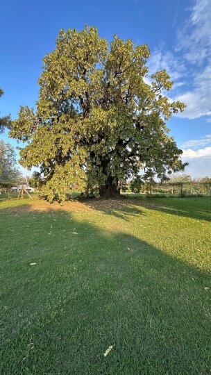 Casas - Iriondo - Venta