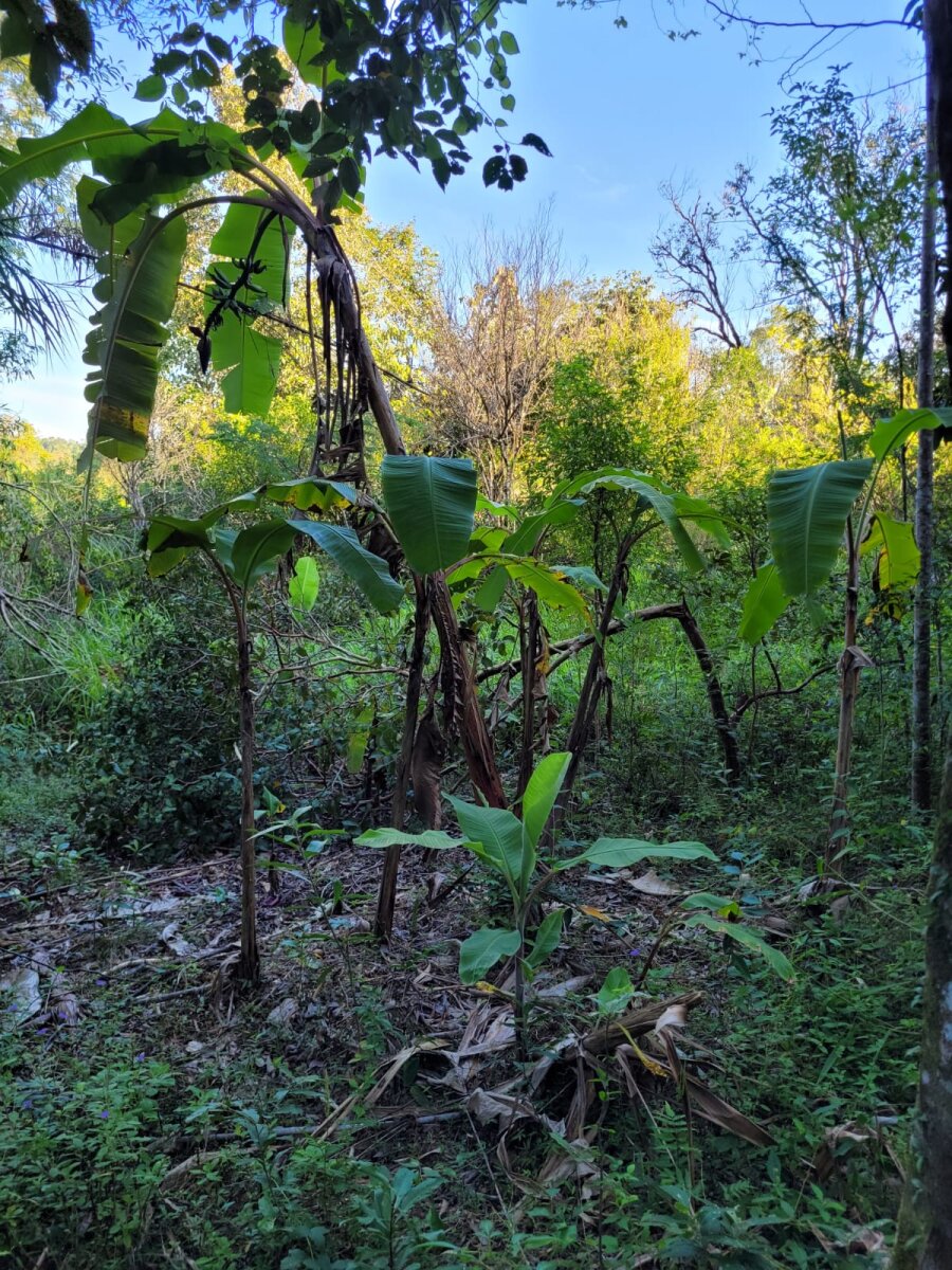 VENDO LOTES EN SANTO PIPO - 13