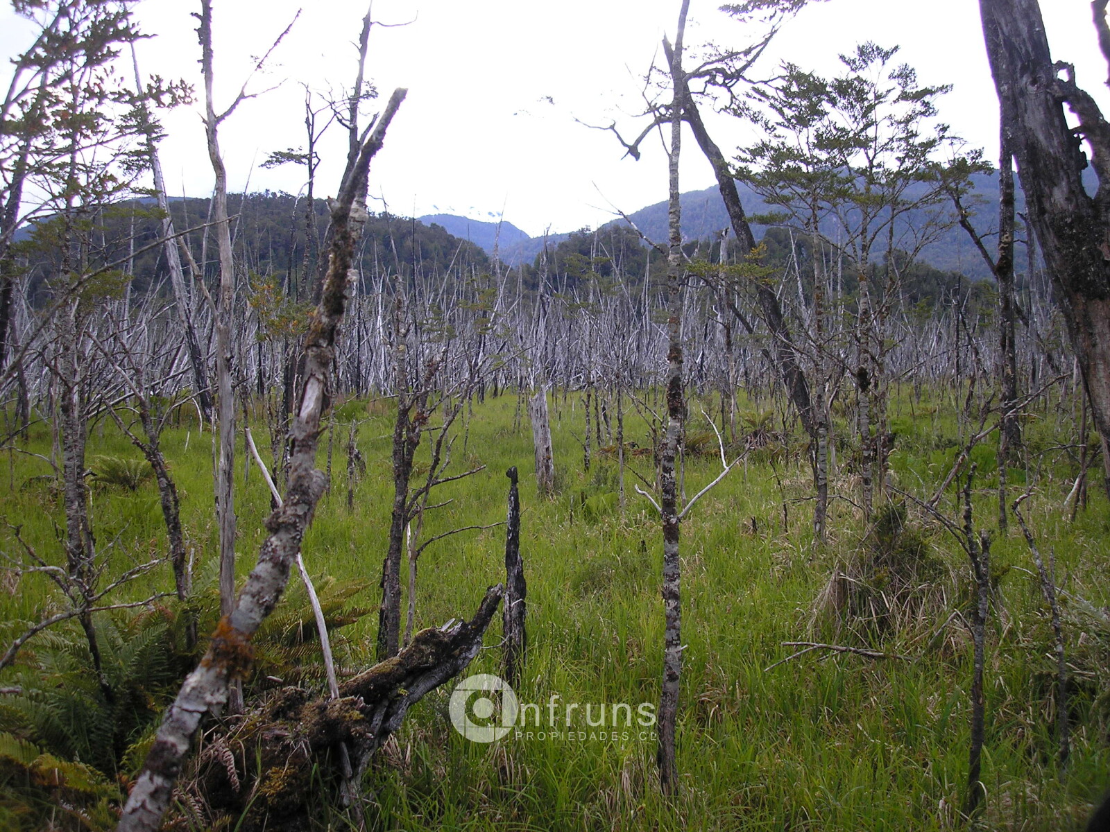 Campo en Venta en Region de Aysen | 15 Dormitorios | 15 Baños | 8020000 m² | UF 21.800 - 6