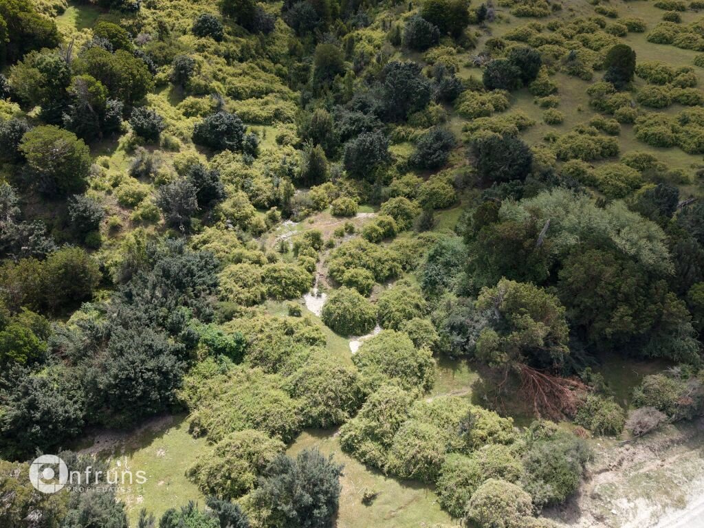 Trees and vegetation on the land parcel
