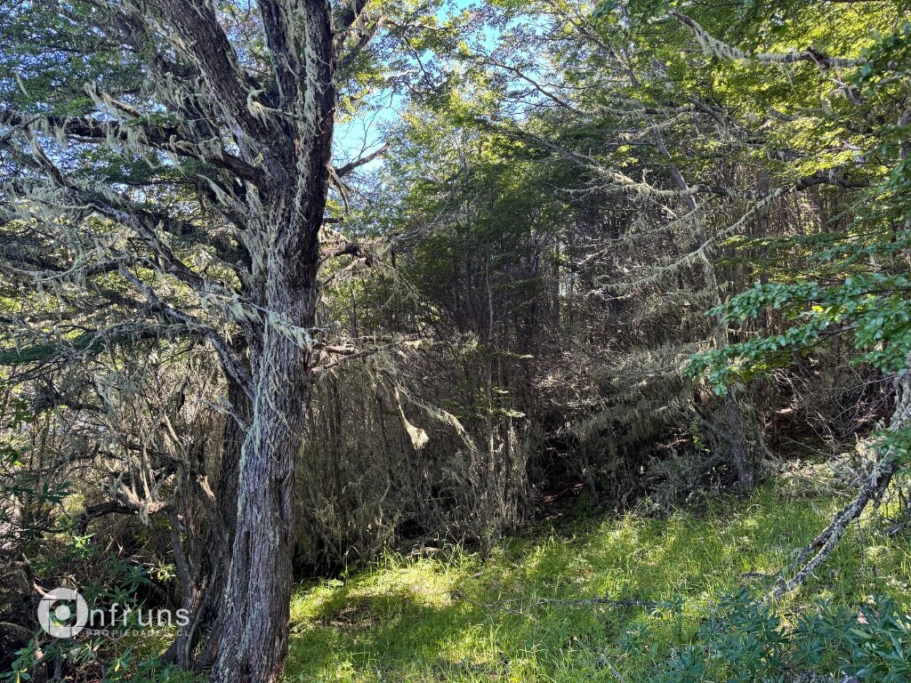 Trees and vegetation on the land parcel