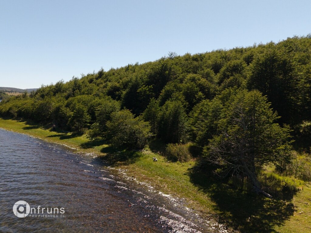 Native flora on the land parcel in Coyhaique