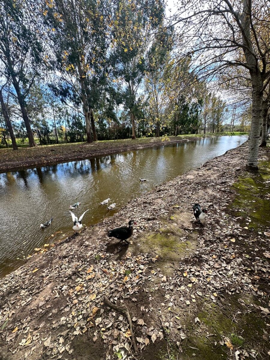 Venta terreno en Pinares del Sur - Piñero - Barrio cerrado - Lote 244 - 100% financiado - Forestación - 50