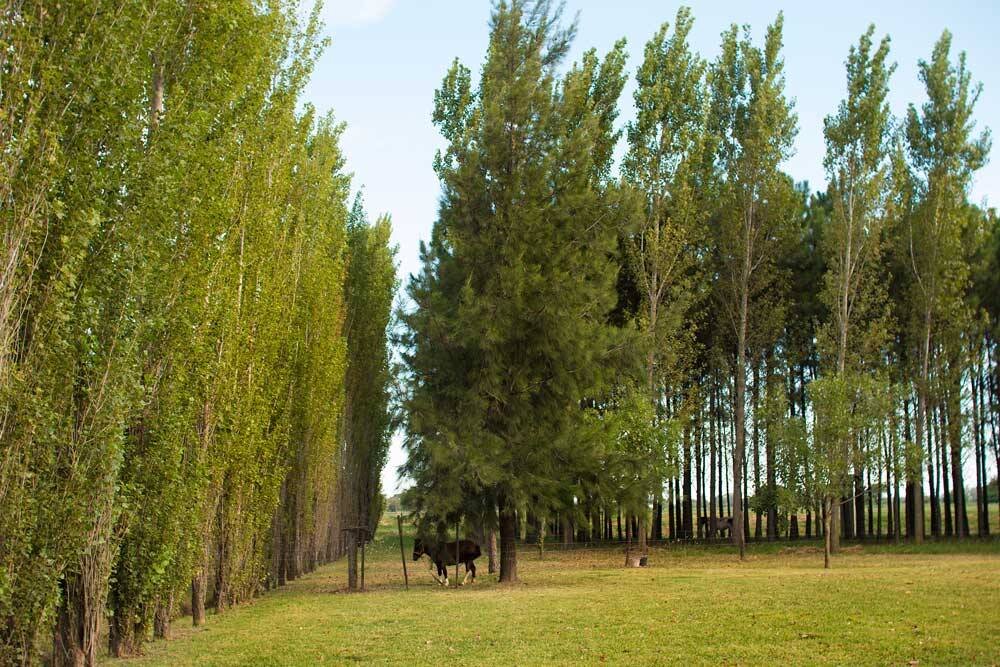 Venta terreno en Pinares del Sur - Piñero - Barrio cerrado - Lote 244 - 100% financiado - Forestación - 12