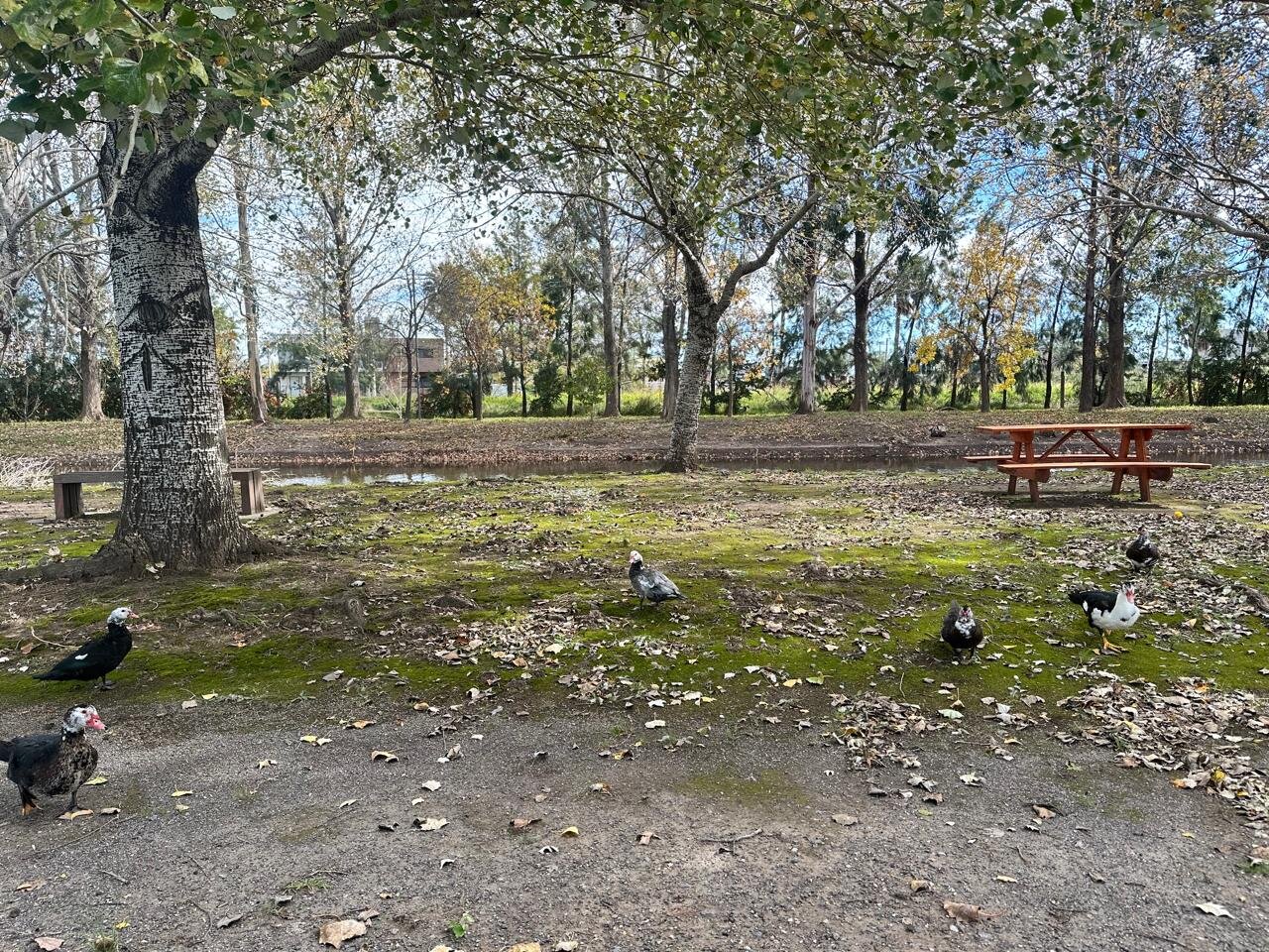 Venta terreno en Pinares del Sur - Piñero - Barrio cerrado - Lote 244 - 100% financiado - Forestación - 54