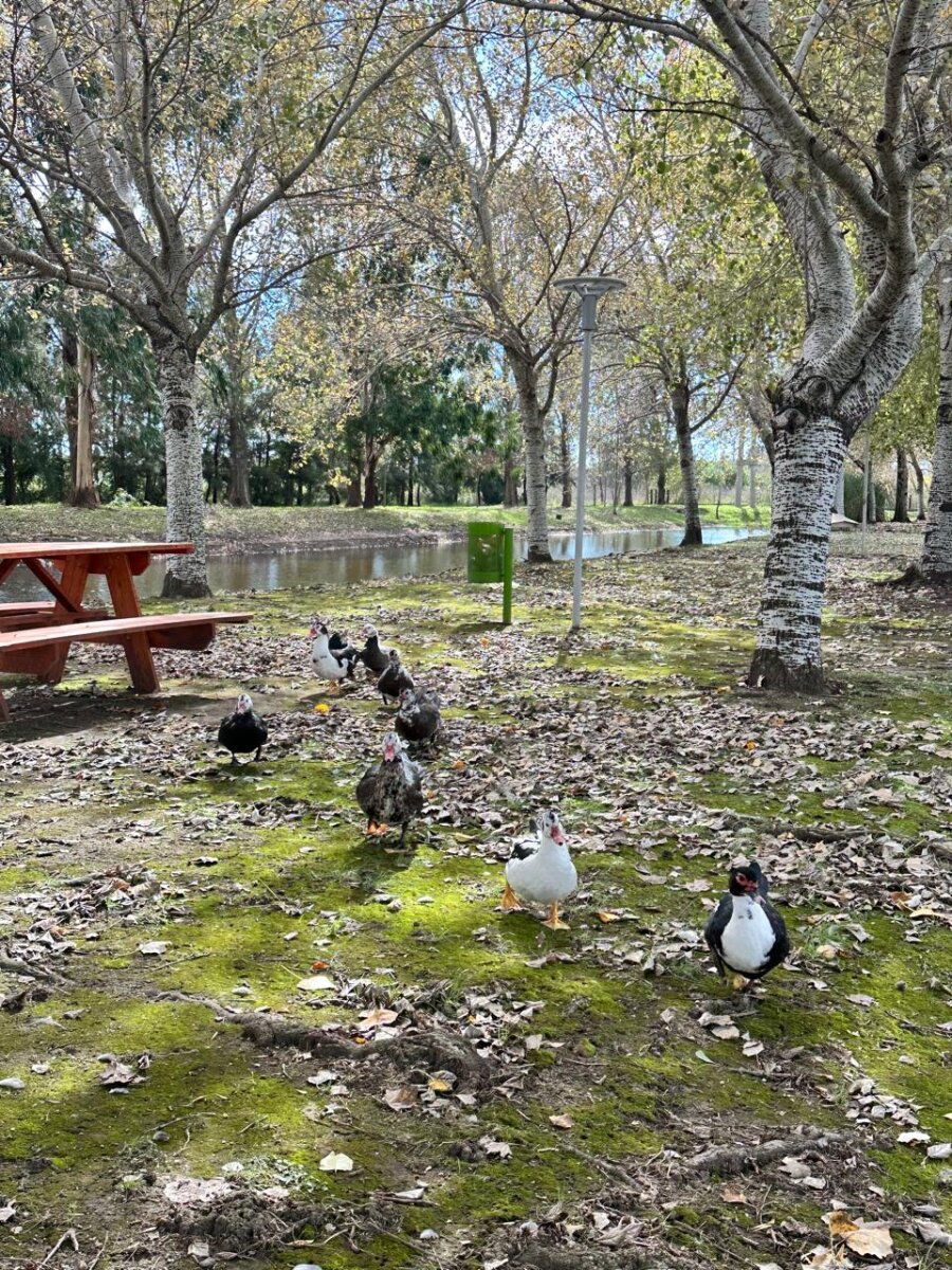 Venta terreno en Pinares del Sur - Piñero - Barrio cerrado - Lote 244 - 100% financiado - Forestación - 53