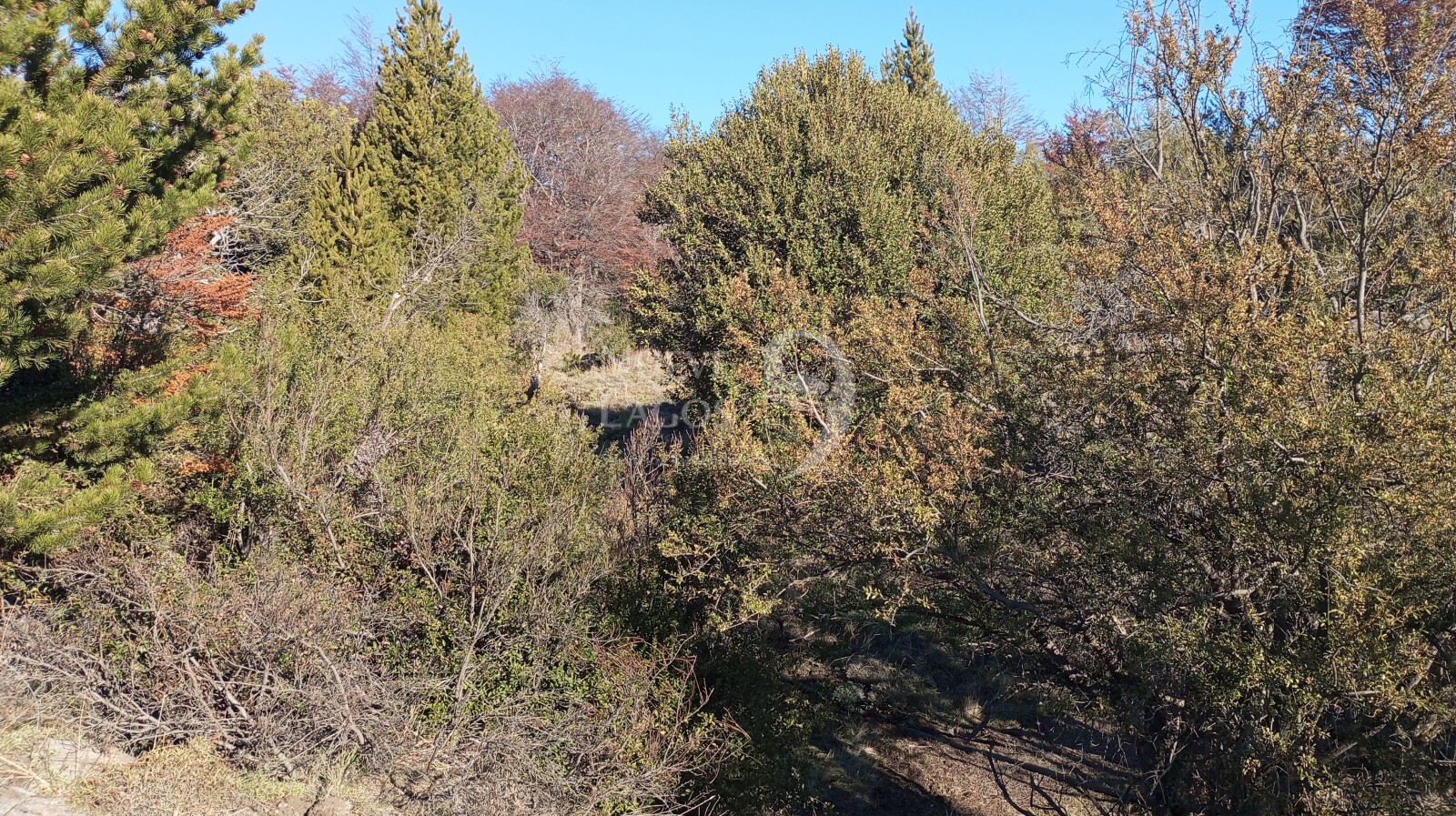 Venta de lote en Las Jorgelinas, Villa Lago Meliquina - 16