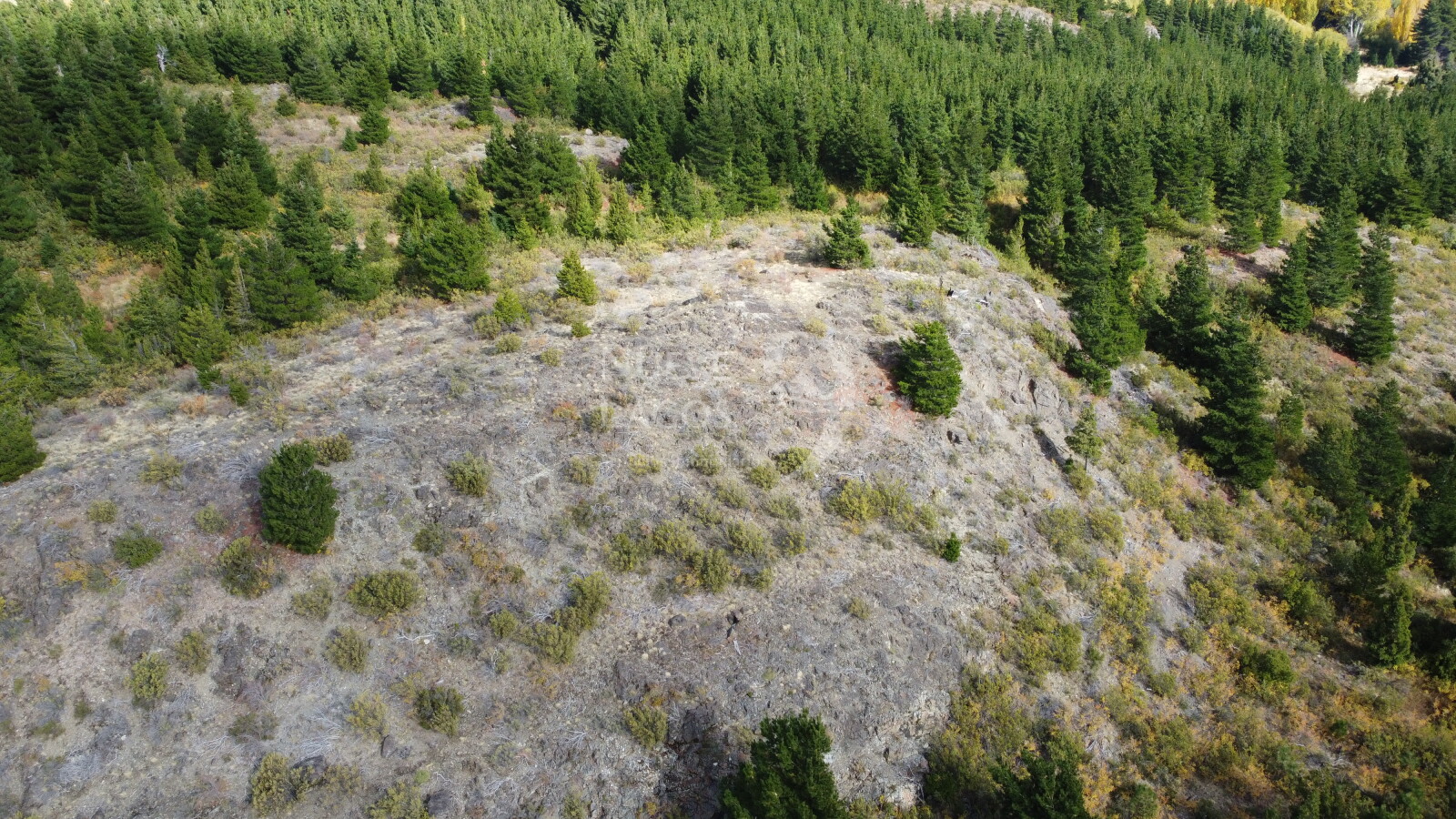 Venta fracción de 11 héctareas en Epuyén - 8