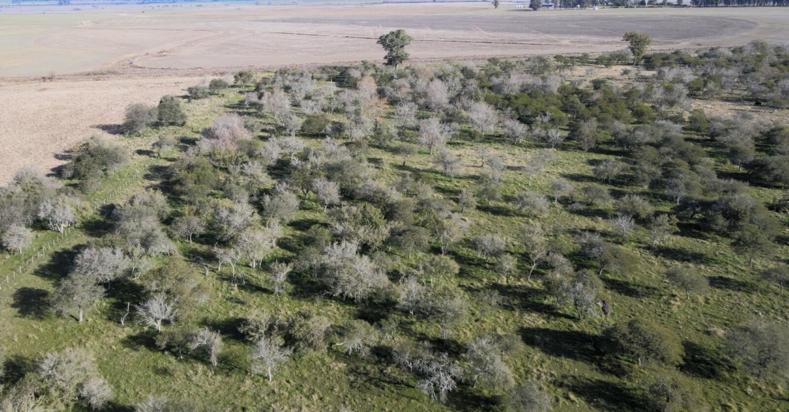 Campo mixto con casa y galpon, 78,5 has. Sobre ruta - 15
