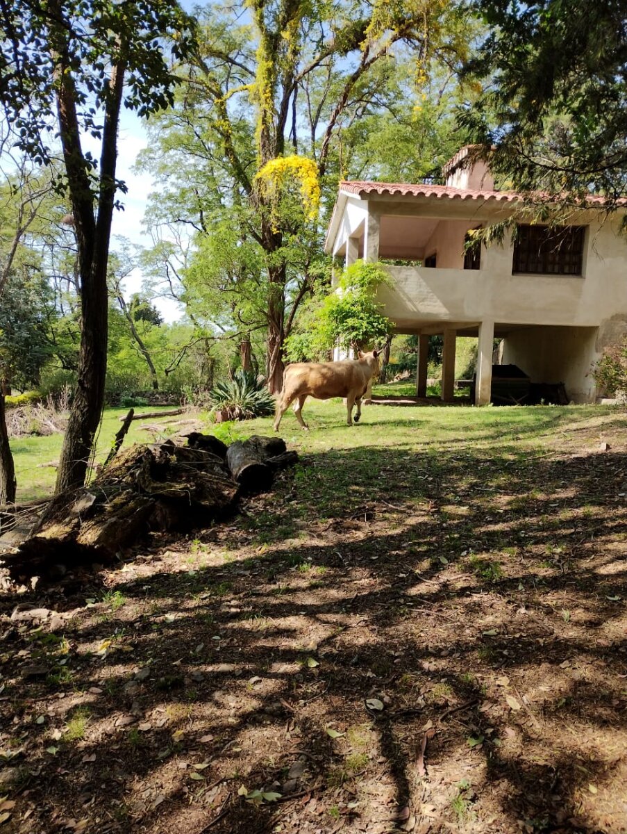 CAMPO 40 HAS AGUA DE ORO - 6