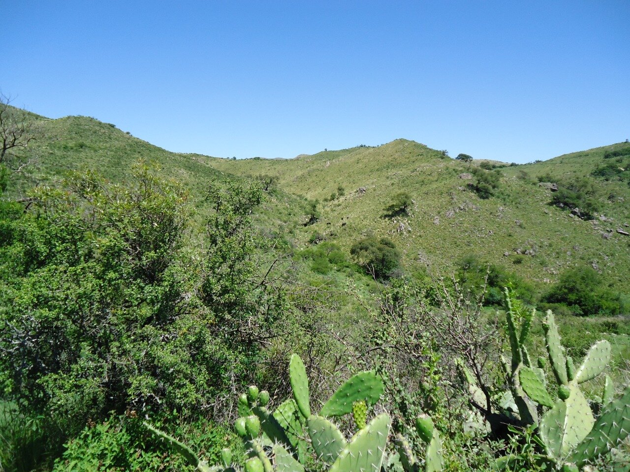 CAMPO 40 HAS AGUA DE ORO - 16