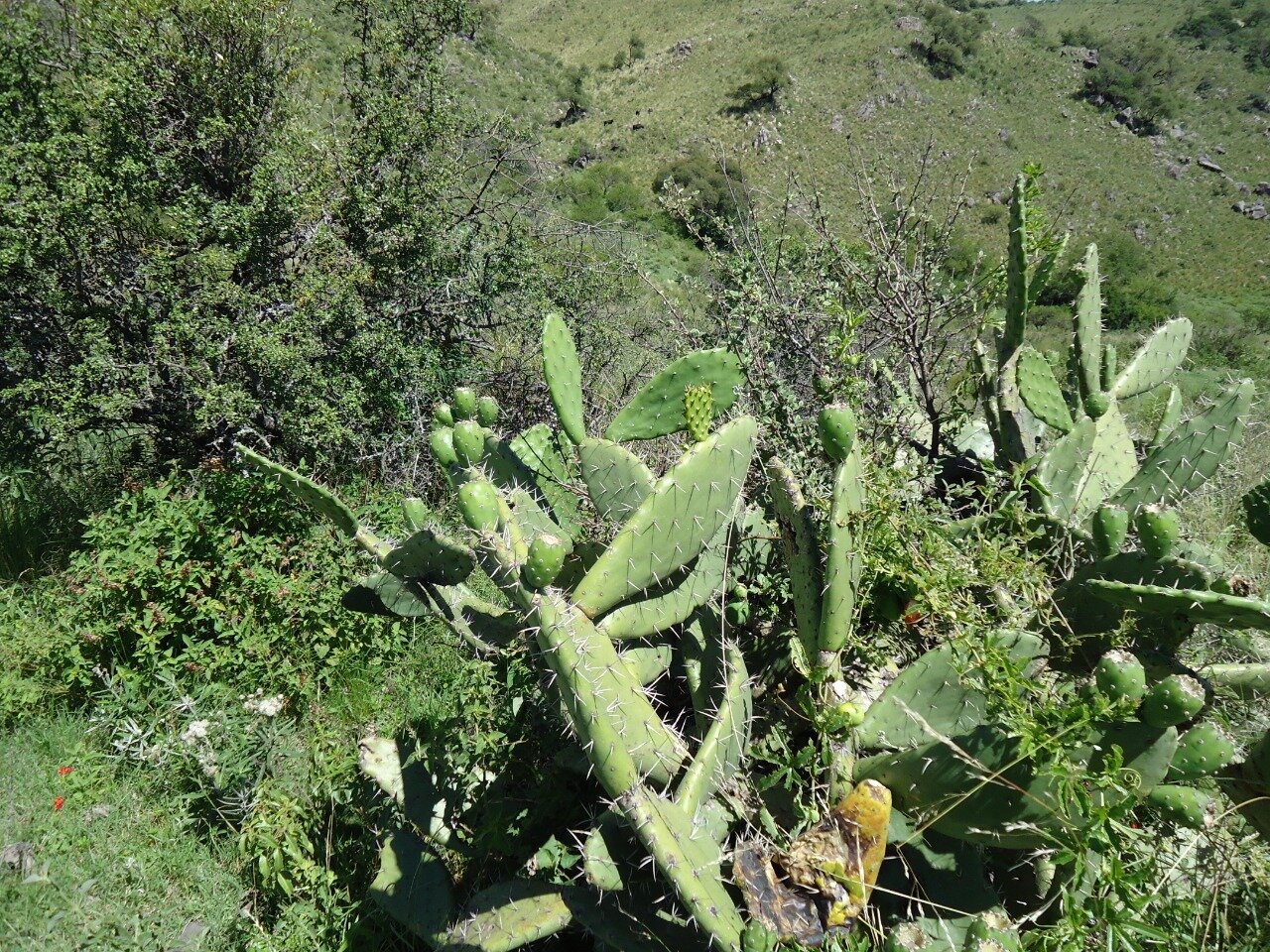 CAMPO 40 HAS AGUA DE ORO - 17