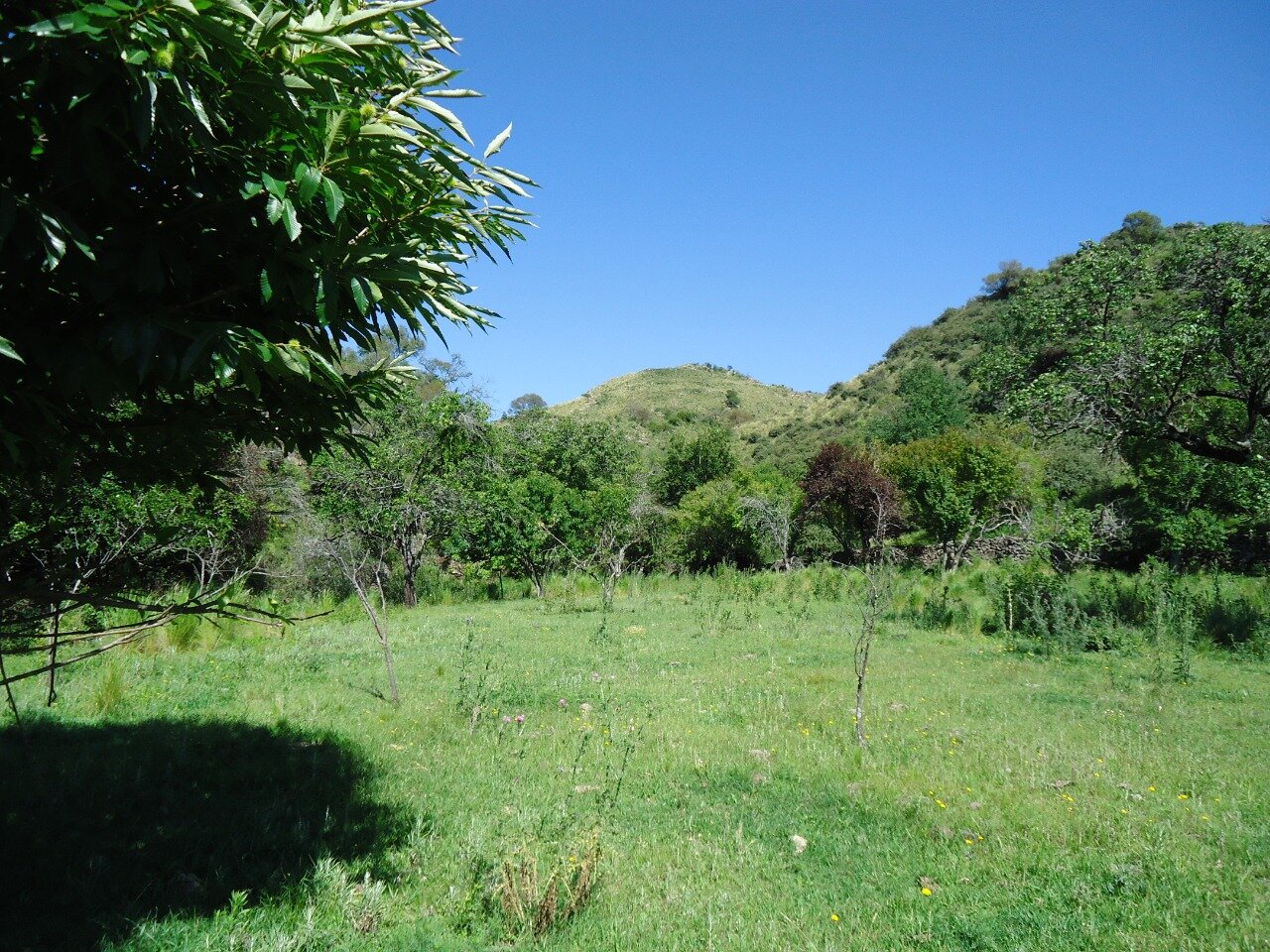 CAMPO 40 HAS AGUA DE ORO - 9