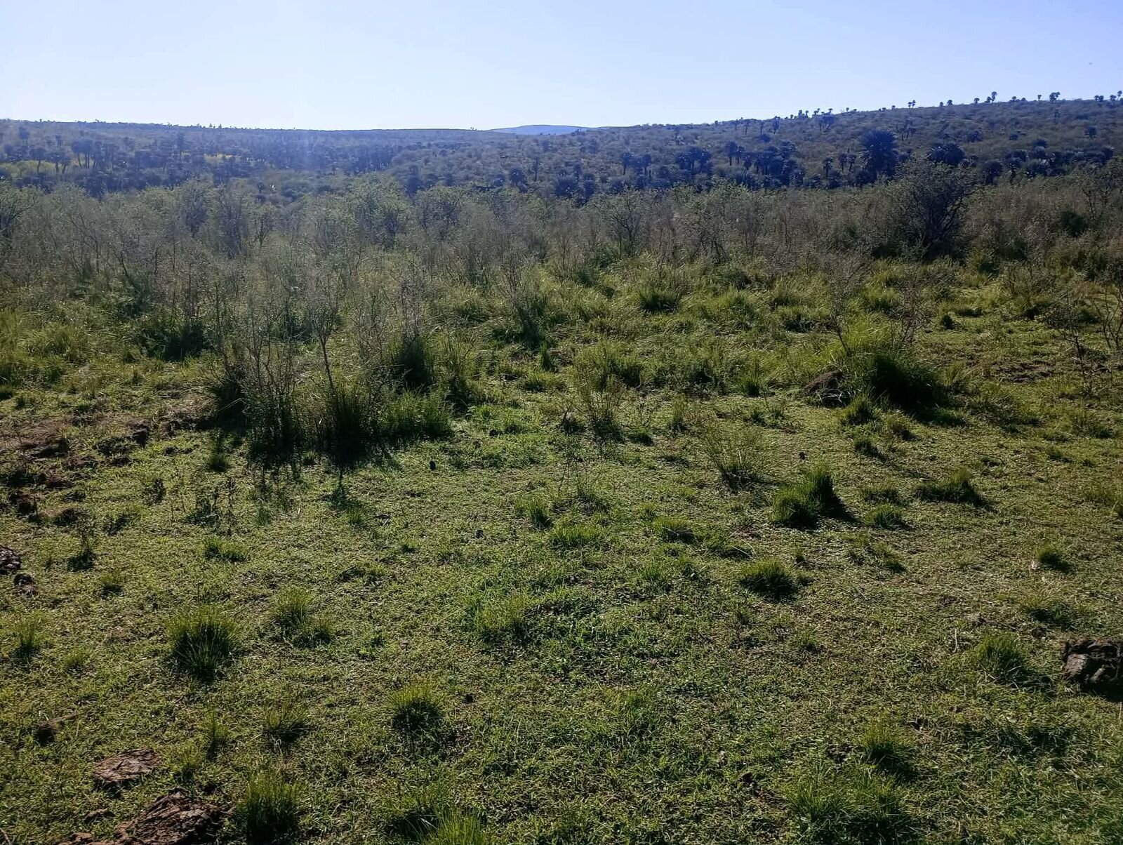 CAMINIAGA 300 HA - Imagen 11
