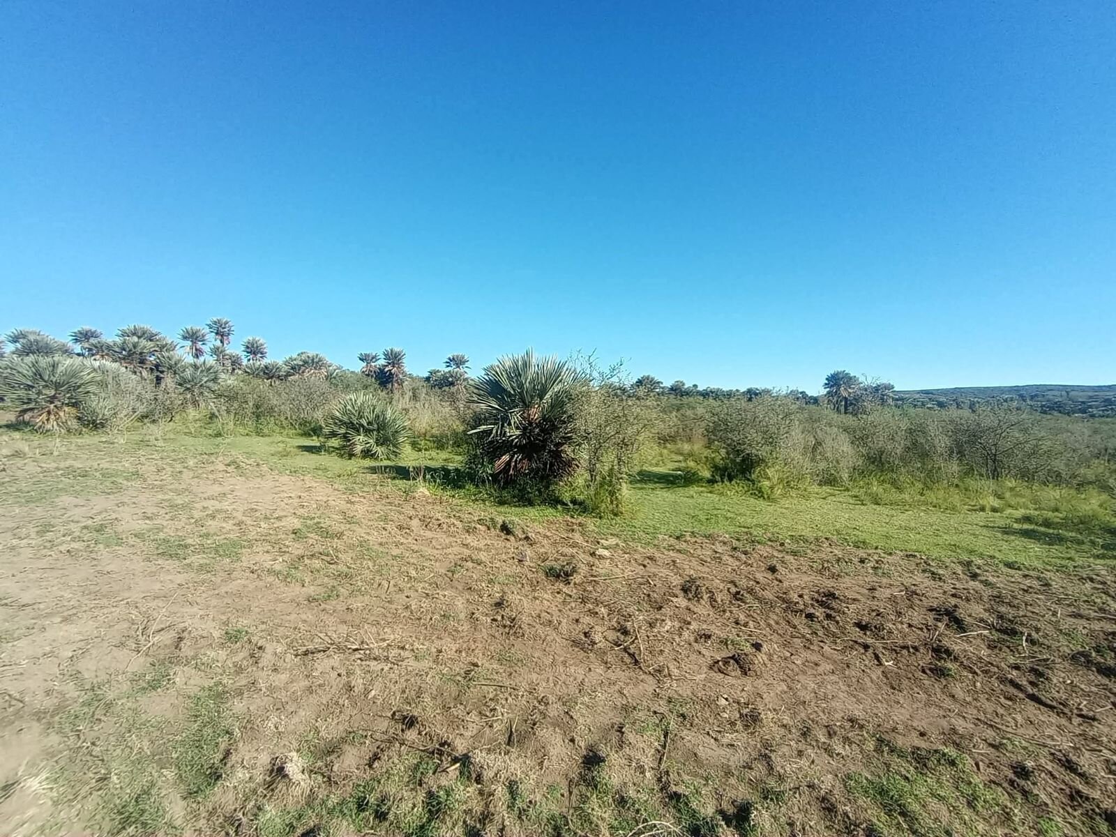 CAMINIAGA 300 HA - Imagen 4