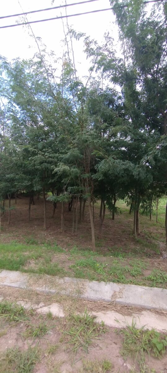 VENDO LOTE B° PROSSUR (UEPC) - Imagen 12