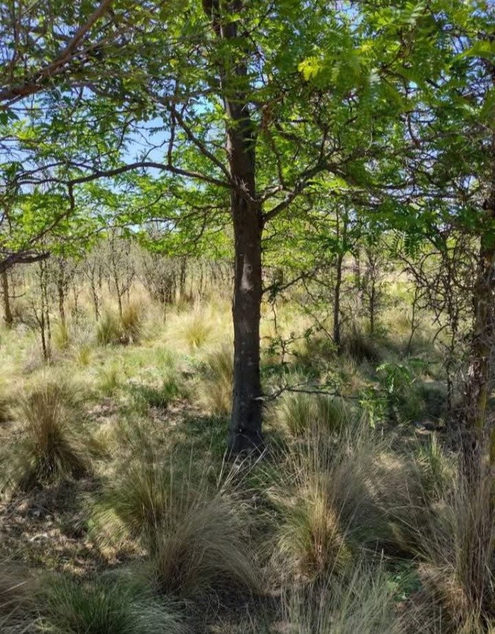 VENDO LOTE PANAHOLMA - Imagen 4