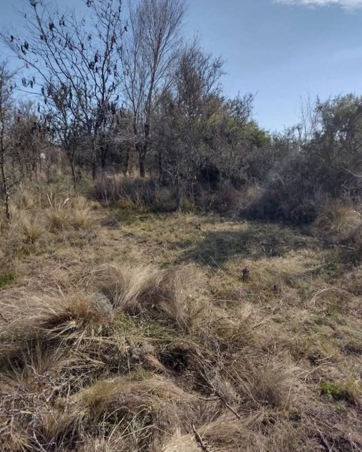 VENDO LOTE PANAHOLMA - Imagen 2